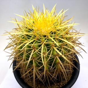 サボテン 金鯱 花 ガーデニング の商品一覧 通販 Yahoo ショッピング