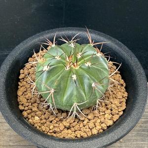 【現品】サボテン　エキノプシス・ハイブリッド　15号（1） 現品】サボテン エキノプシス・ハイブリッド 15号（1）【ag