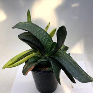 サボテン：マミラリア ルエッティ（ルーシー）カキコ 自根*幅4cm
