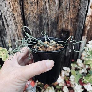 現品】サボテン・エリオシケ属 極光丸(キョッコウマル）接 5号 K4番