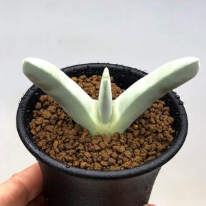 多肉植物：アガベ アリゾニカ *幅11cm 現品！一品限り : 遊恵盆栽