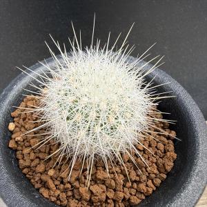コーデックス：アデニア プセウドグロボーサ*塊根幅18cm 現品！一品