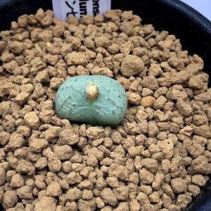 サボテン：アストロフィツム 三角碧瑠璃鸞鳳玉 実生*幅11cm 現品