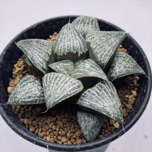 ハオルチア　オマケ 多肉植物 ハオルチア 専用