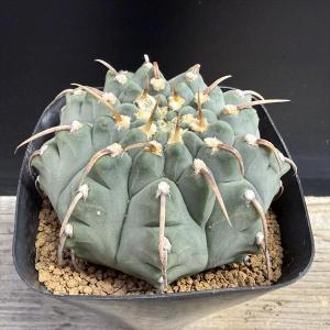 サボテン：ギムノカリキウム 瑞昌玉*M 幅3.5cm : 遊恵盆栽 Yahoo!店