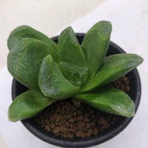 コーデックス：ユーフォルビア エクロニー 鬼笑い*塊幅2.5cm 現品