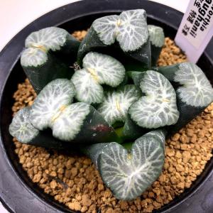 多肉植物：ハオルチア 金子氏 巨大稲妻万象*幅9cm 現品！一品限り