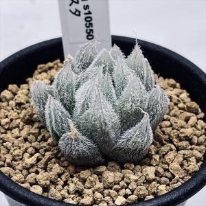 多肉植物：ハオルチア ベヌスタ*幅3.5ｃｍ｜遊恵盆栽　Yahoo!店