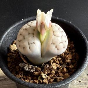 多肉植物：リトープス 柘榴玉*幅2.5cm : 遊恵盆栽 Yahoo!店 - 通販