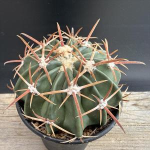 多肉植物：ハオルチア コエルマニオルム*幅6.5cm 現品 一品限り
