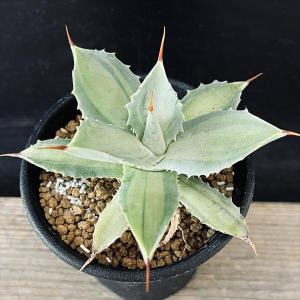 多肉植物：アガベ アメリカーナ錦 那智の輝き*幅18cm : 遊恵