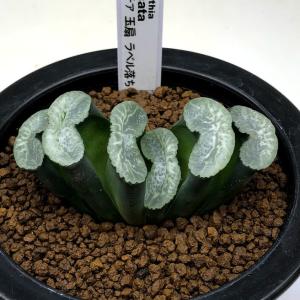 多肉植物：ハオルチア スプリング交配種錦 紫麗錦*幅5.5cm 現品