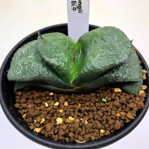 多肉植物：ガステリア　臥牛*幅8ｃｍ　現品！一品限り｜y-bonsai