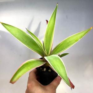 サボテン：アリオカルプス カリフラワー花牡丹*幅16cm 現品！一品
