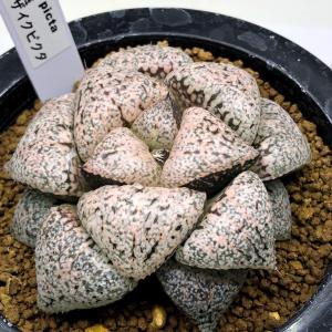 サボテン：エリオシケ 極光丸 ツギ*幅22cm 現品 一品限り : 遊恵盆栽