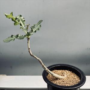 コーデックス：ボスウェリア ナナ*葉幅10ｃｍ　現品！一品限り｜y-bonsai