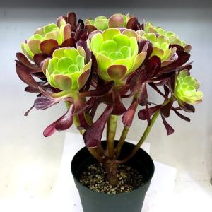 多肉植物アエオニウム 花 ガーデニング の商品一覧 通販 Yahoo ショッピング