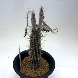 サボテン：テフロカクタス モリネンシス 妖鬼殿 S*全幅3cm : 遊恵