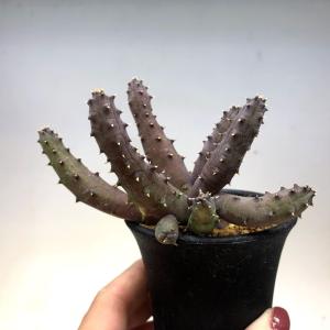 多肉植物：ガガイモ フェルニア ヒスロピー*幅2cm : 遊恵盆栽 Yahoo!店