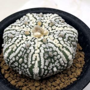 サボテン：ストロンボカクタス 大疣菊水 実生*幅3.2cm 現品