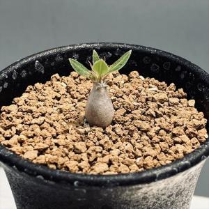 コーデックス：パキポディウム　マカイエンセ　ミニ*塊根幅0.8ｃｍ　☆赤松実生｜y-bonsai