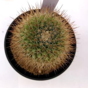 サボテン マミラリア サボテン 多肉植物 の商品一覧 花 ガーデニング 通販 Yahoo ショッピング