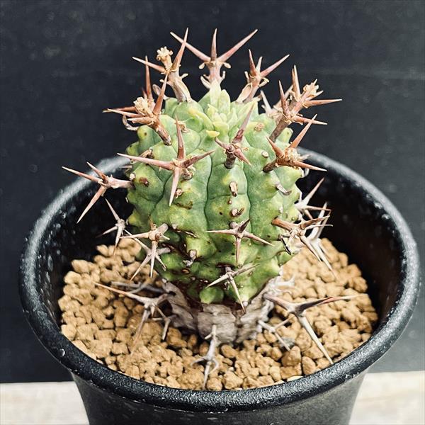 多肉植物：ユーフォルビア　ステリスピナ　群星冠*幅3.5ｃｍ