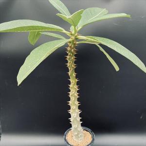 コーデックス：パキポディウム グラキリス 実生*枝幅15cm 現品！一品