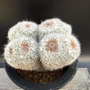 コーデックス：ケラリア ピグマエア 大株*葉幅11cm 現品！一品限り