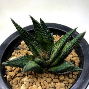 多肉植物：ハオルチア プベスケンス*L 幅7cm : 遊恵盆栽 Yahoo