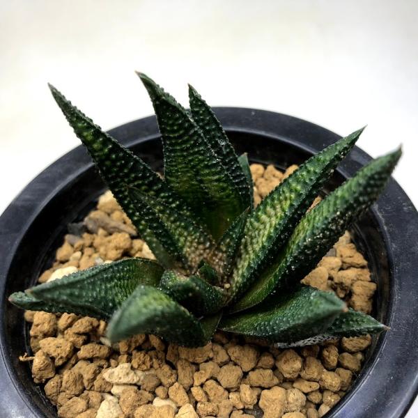 多肉植物：硬葉ハオルチアhyb.*幅7ｃｍ