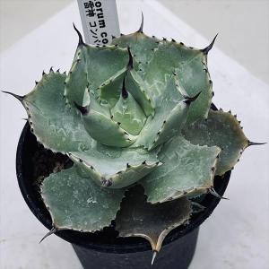 サボテン：ゲオヒントニア メキシカーナ 実生*幅4.5cm 現品！一品