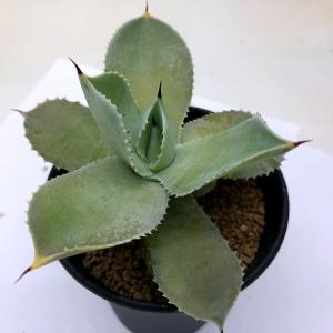 多肉植物：アガベ ウェベリー アリゾナスター*幅27cm : 遊恵盆栽