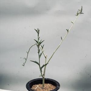 コーデックス：アデニア レパンダ*葉幅22cm 現品！一品限り : 遊恵