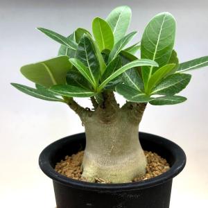 アデニウム サボテン 多肉植物 の商品一覧 花 ガーデニング 通販 Yahoo ショッピング