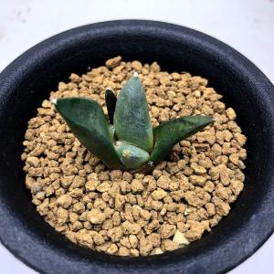 サボテン：アリオカルプス カリフラワー花牡丹*幅16cm 現品！一品