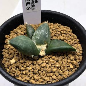 サボテン：ストロンボカクタス 大疣菊水 実生*幅7cm 現品！一品限り