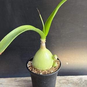 ☆特価☆コーデックス：ブーファン ハエマンソイデス ダブルヘッド 発