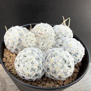 サボテン マミラリア サボテン 多肉植物 の商品一覧 花 ガーデニング 通販 Yahoo ショッピング