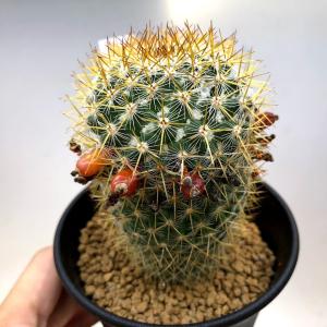 サボテン マミラリア サボテン 多肉植物 の商品一覧 花 ガーデニング 通販 Yahoo ショッピング