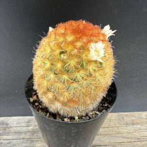 サボテン：マミラリア 姫春星群生*幅27cm 現品！一品限り ☆根未確認