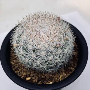 サボテン マミラリア サボテン 多肉植物 の商品一覧 花 ガーデニング 通販 Yahoo ショッピング