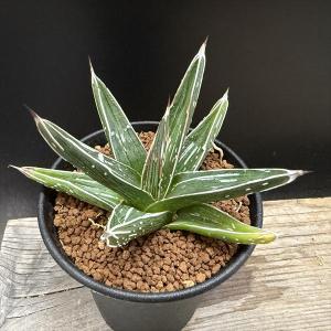 ☆特価☆多肉植物：アガベ ピンキー 3個入り*幅3.2〜3.5cm