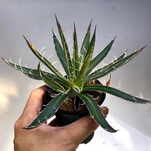 多肉植物：アガベ 笹の雪白虎斑 極氷山*9.5cm 現品 一品限り : 遊恵