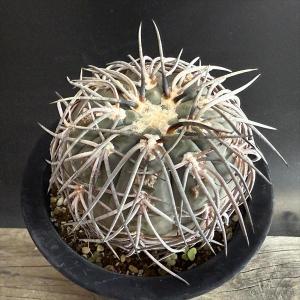 サボテン：アストロフィツム 王冠瑠璃兜丸 般若ツギ*幅9cm 現品！一品