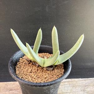 コーデックス：パキポディウム マカイエンセ 実生*S 塊根幅1.2cm