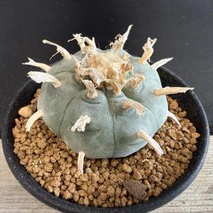 サボテン：レウクテンベルギア 晃山 実生 鉢・阪本健*幅23cm 現品