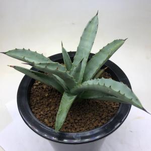 多肉植物：アガベ 氷山*幅7cm 現品！一品限り : 遊恵盆栽