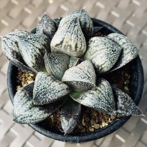 ユーフォルビア アクチノクラダ 【多肉植物 2.5号／1個売り