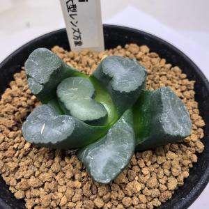 多肉植物：ハオルチア 瑞鶴錦*幅12cm 現品！一品限り : 遊恵盆栽